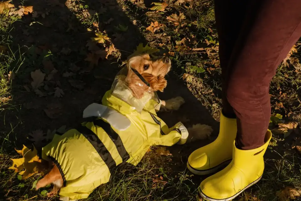 A dog pressed against its owner&#x27;s legs, ears back, during a storm