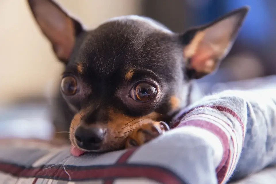 A small dog lying calmly against its owner&#x27;s chest on a couch