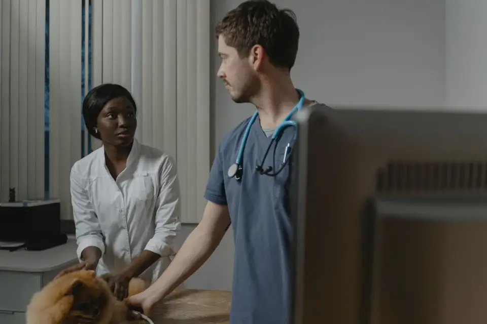 A veterinarian gently examining a dog&#x27;s abdomen during a checkup
