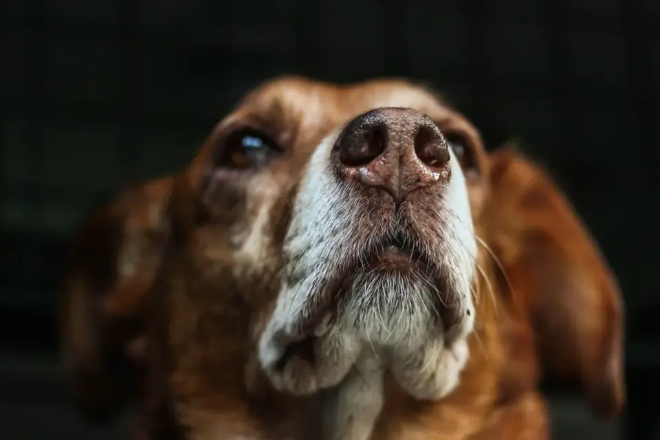 A veterinary behaviorist crouched at a distance, reading a dog's body language