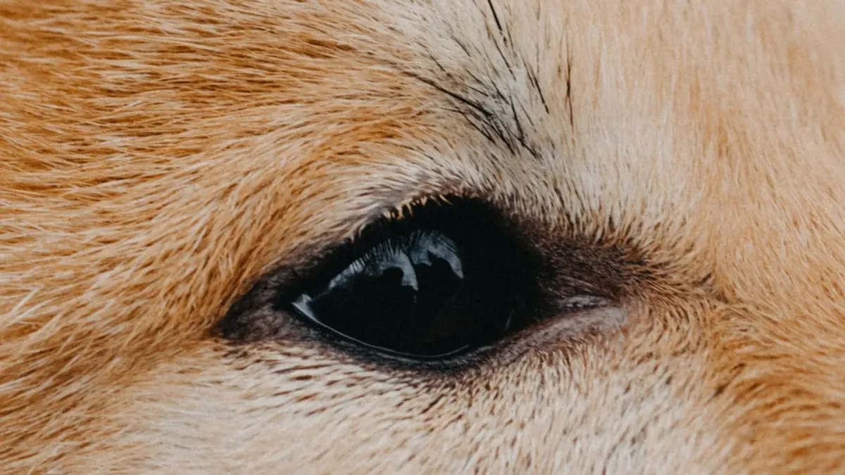 Close-up of a dog's face with the whites of one eye visible while looking sideways