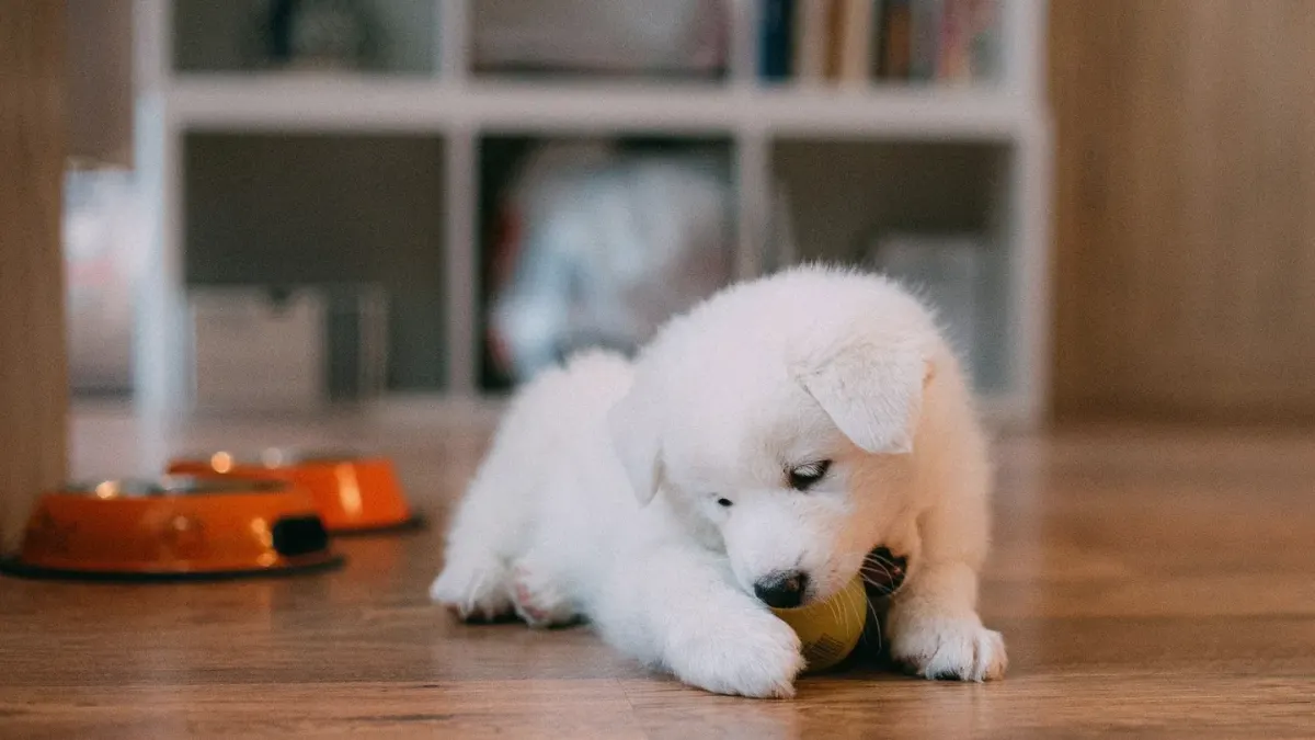 Dog eating from a bowl