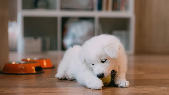 Dog eating from a bowl