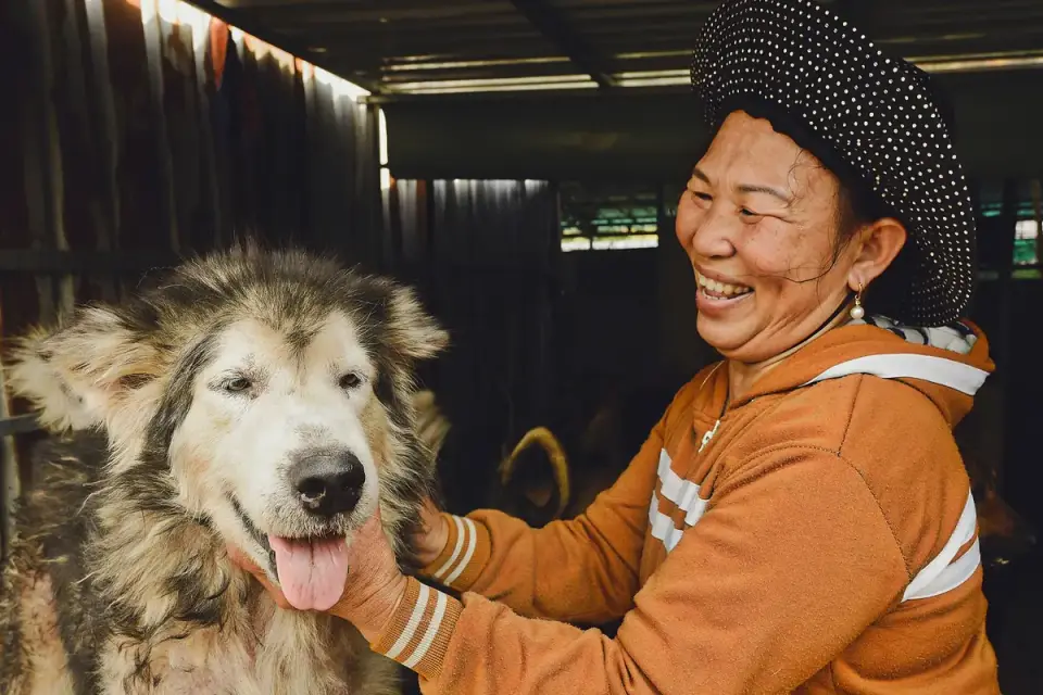 Large senior dog taking a soft chew from an owner's outstretched hand