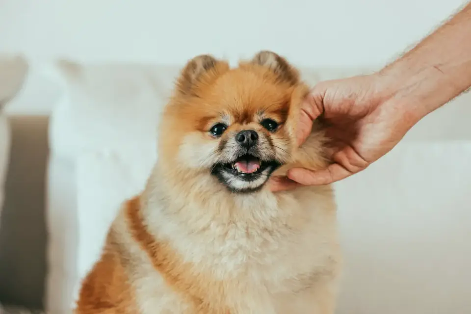 Owner gently checking a dog&#x27;s ears and paws during a home handling exercise