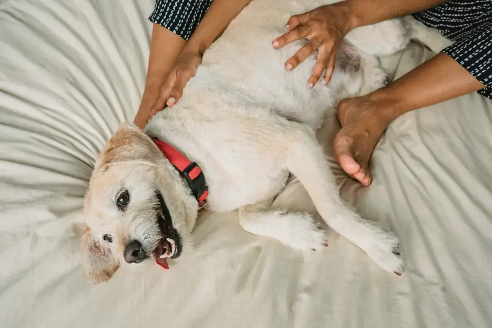 Owner sitting with a senior dog during a restless night