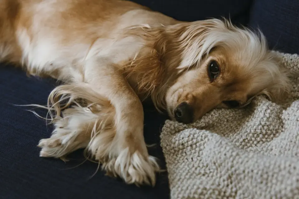 Senior dog napping heavily on a couch in daylight