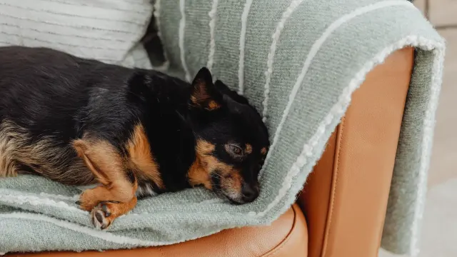 Senior dog resting at home
