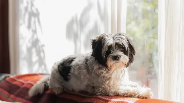 Senior dog resting at home