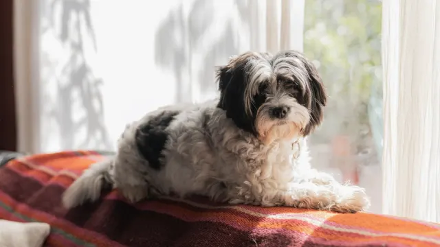 Senior dog resting at home