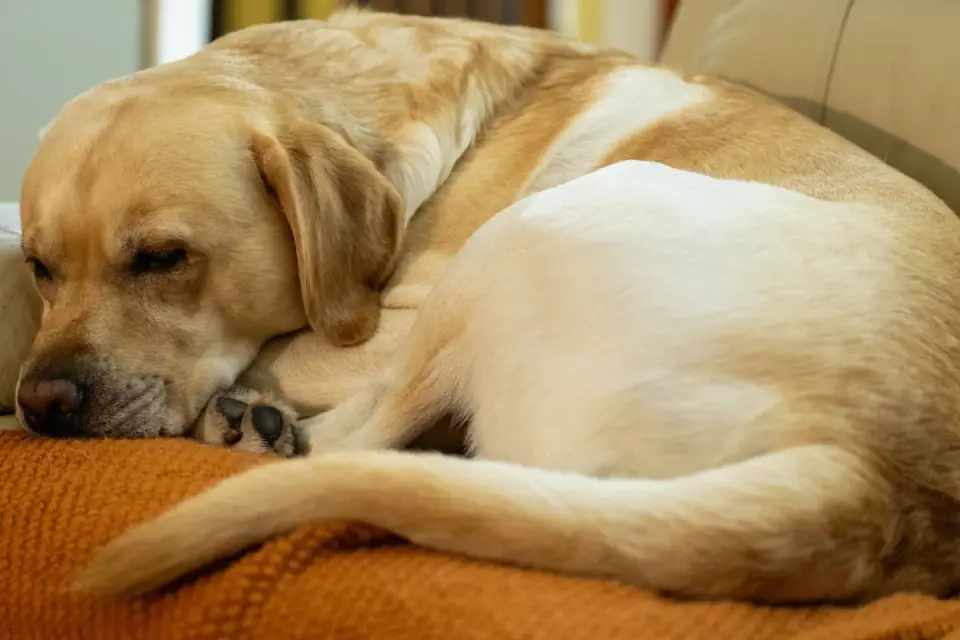 Senior dog resting at home