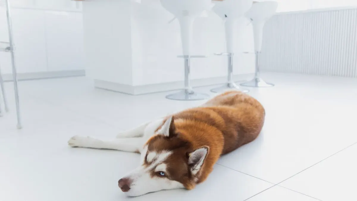 Senior dog standing beside an untouched food bowl in a kitchen