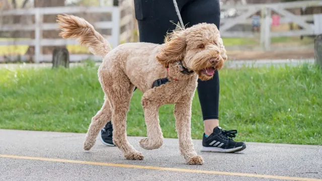 Senior dog walking with an owner