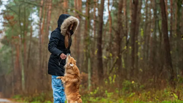 Senior dog walking with an owner