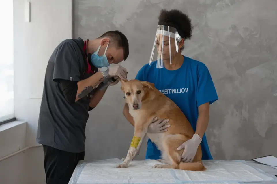 Veterinarian gently examining a senior dog&#x27;s back and hind legs on an exam table