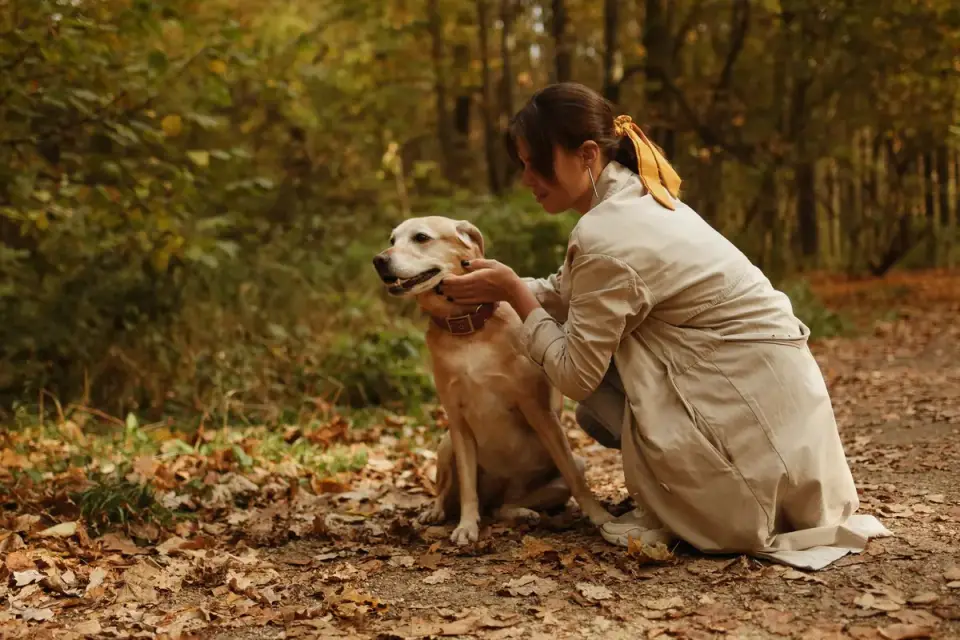 Veterinarian gently flexing a senior dog&#x27;s hind leg during a mobility check